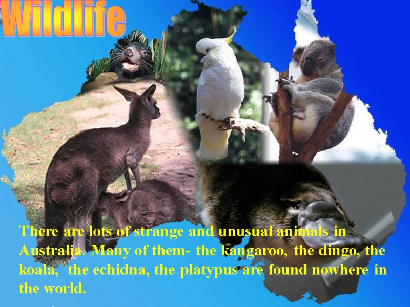 Wildlife There are lots of strange and unusual animals in Australia. Many of them-